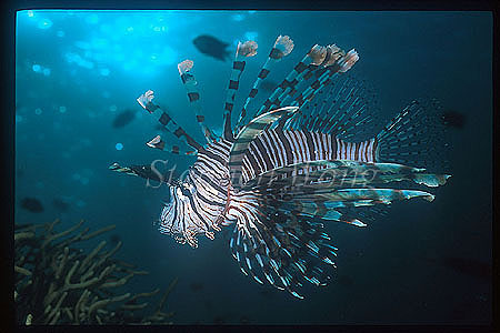 Scorpionfish, Lionfish, Volitans 05 at dusk