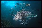 Scorpionfish, Lionfish, Volitans 05 at dusk