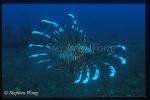 Scorpionfish, Lionfish, Volitans 09, 2003 04 08