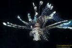 Scorpionfish, Lionfish, Volitans 10, 060104