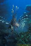 Scorpionfish, Lionfish, Volitans 11 090106