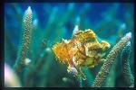 Scorpionfish, Paper 02 sitting on staghorn corals