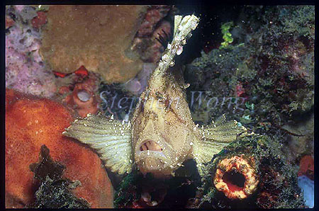 Scorpionfish, Paper 04, Taenianotus triacanthus