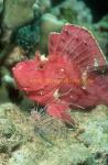 Scorpionfish, Paper 05, Taenianotus triacanthus & bb Lionfish volitans 01 0705