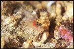 Scorpionfish, possibly Dwarf Scorpionfish 01, baby