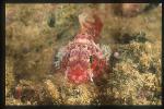 Scorpionfish, possibly Dwarf Scorpionfish 02, baby