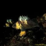 Scorpionfish, Quillback Rockfish 01, Van Is 111503