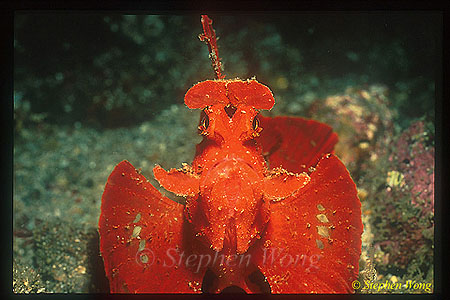 Scorpionfish, Rhinopias frondosa, Weedy 01
