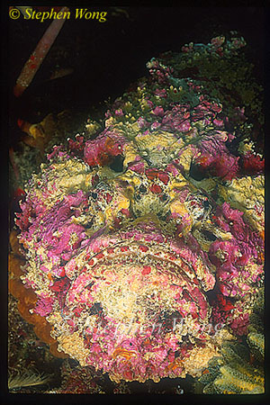 Scorpionfish, Stonefish, Reef 01