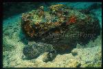 Scorpionfish, Stonefish, Reef 02 (small) & Estuarine (big)