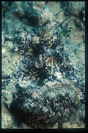 Scorpionfish, Stonefish, Reef 03