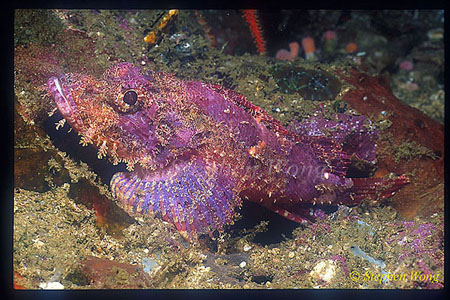 Scorpionfish, Tasseled 01