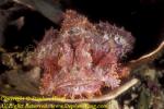 Scorpionfish, Tasseled 06 Scorpaenopsis oxycephala, RA0607 Stephen WONG 010109