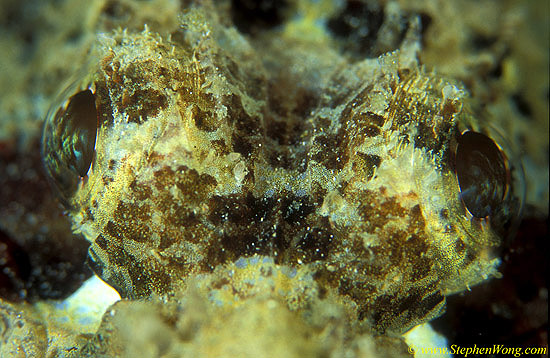 Scorpionfish, Tassled 04 common, eyes 030106