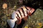 Scorpionfish, Tiger Rockfish 01, Van Is 110103