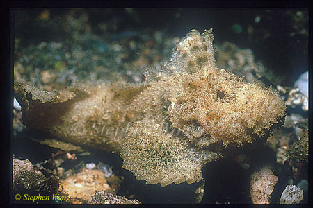 Scorpionfish, Velvet 01