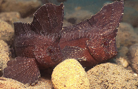 Scorpionfish, Waspfish, Cockatoo 02