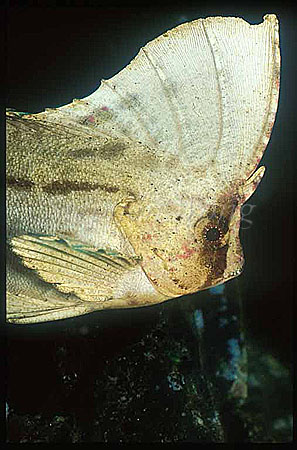 Scorpionfish, Waspfish, Cockatoo 03 Ablabys taenianotus