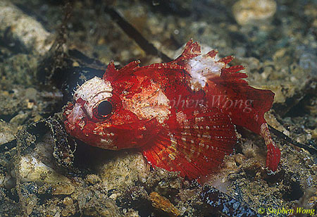 Scorpionfish, Waspfish, Undescribed 01