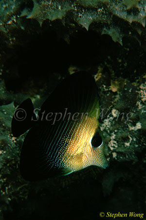 Surgeonfish, Brushtail Tang 01 juvenile, Zebrasoma scopas 080103