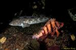 Tiger Rockfish & Lingcod 01, Van Is 110903