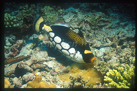 Triggerfish, Clown Trigger 01 caring for Eggs