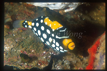 Triggerfish, Clown Trigger 02 juvenile