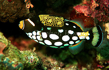 Triggerfish, Clown Trigger 04, negative 1991