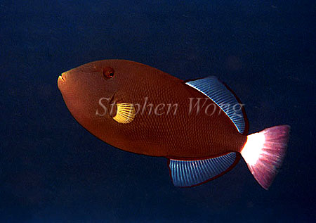 Triggerfish, Pink Tail, negative 1991 Sipadan