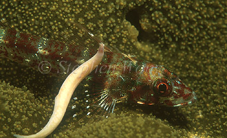 Triple Fin 01 & worm