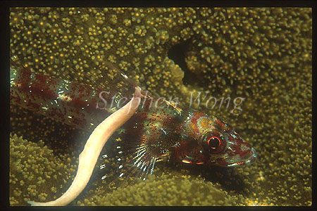 Triple Fin 04 & what