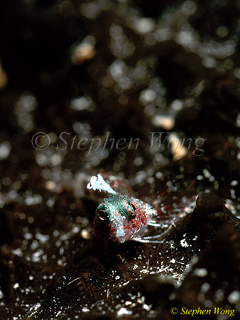 Triple Fin 06 Flagfin 01 derawan 080103