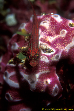 Triple Fin 07 090106