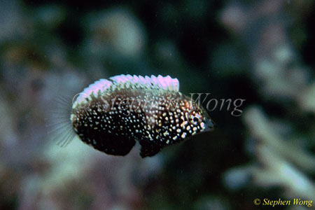 Wrasse, Black Wrasse 01 M.negrosensis, juvenile 080103