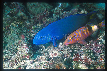Wrasse, Moon Wrasse 01 & Goatfish hunting party