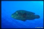 Wrasse, Napolean Wrasse 05