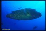 Wrasse, Napolean Wrasse 06