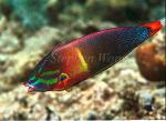 Wrasse, Yellowtail Coris 02 negative 1991 Sipadan