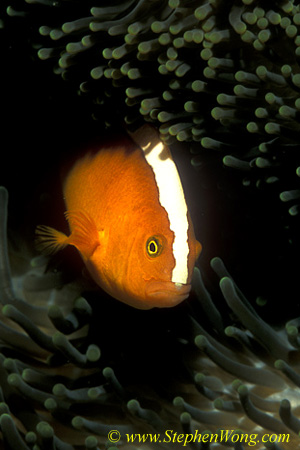 Skunk Anemonefish 02 090106