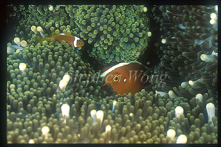 Orange (A.sandaracinos) & White Bonnet baby (A.leucokranos) Anemonefishes 01