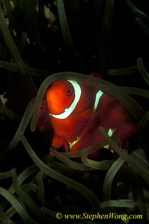 Spine-cheek Anemonefish 07 090106