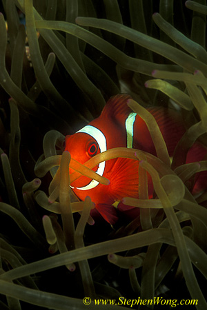 Spine-cheek Anemonefish 08 090106