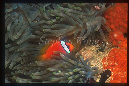 Tomato Clown 01 male & baby (top right), Amphiprion frenatus