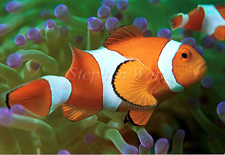 Western Clownfish 04 negative 1991 Flores