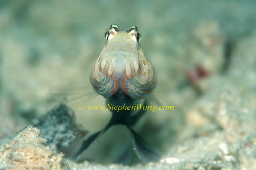 Goby, Black-chest Shrimpgoby 01 0705