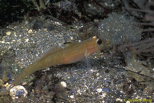 Goby, Black Eyed Goby 02, Van Is 111503