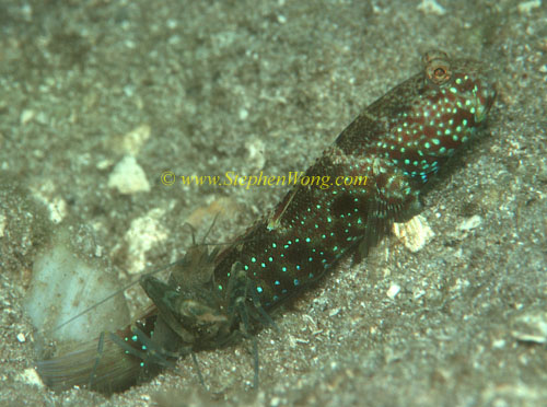 Goby, Blue-speckled Shrimpgoby 01 & shrimp 0705