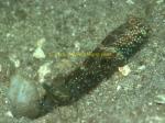 Goby, Blue-speckled Shrimpgoby 01 & shrimp 0705