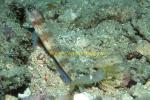 Goby, Broadbanded ShrimpGoby 01 & shrimp 0705