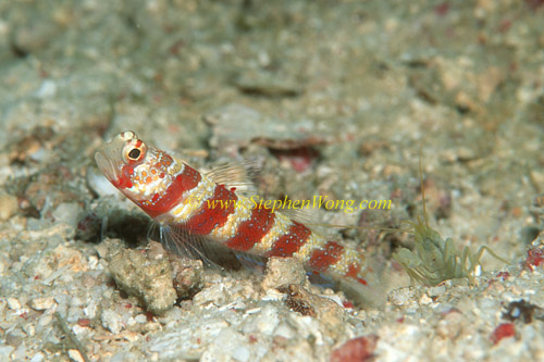 Goby, Burgundy Shrimpgoby 01 & shrimp 0705